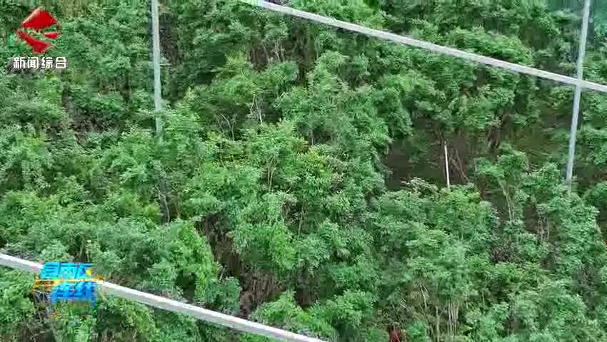 翁源嘉寶果新鮮上市 采摘正當(dāng)時(shí)