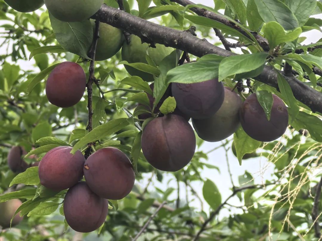 臺(tái)灣紅李掛滿枝 甜蜜果香醉初夏
