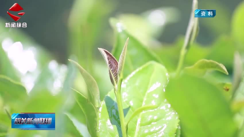 【“百千萬(wàn)工程”三年初見(jiàn)成效】仁化紅山鎮(zhèn)：白茶產(chǎn)業(yè)賦能“百千萬(wàn)工程”千年茶鄉(xiāng)煥發(fā)新生機(jī)