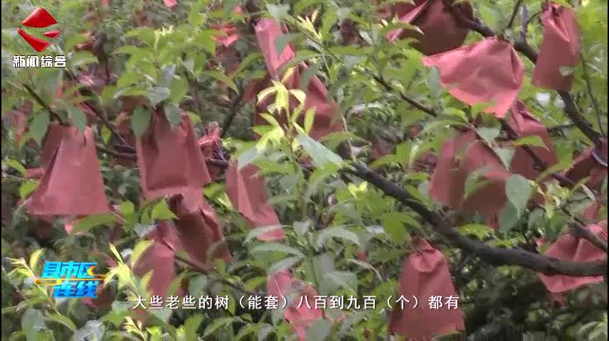 樂昌：黃金柰李有了“護身符”增收添保障