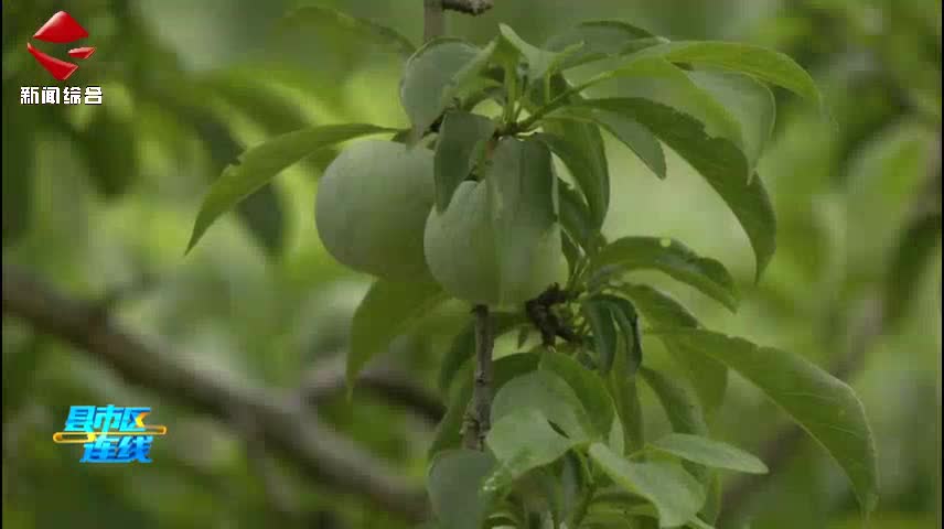 教授田間指導 助力翁源三華李提質(zhì)增效